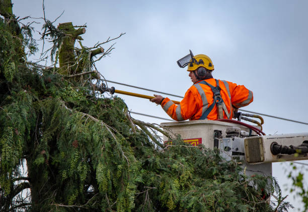 Best Tree and Shrub Care  in Omak, WA