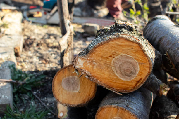  Omak, WA Tree Care Pros