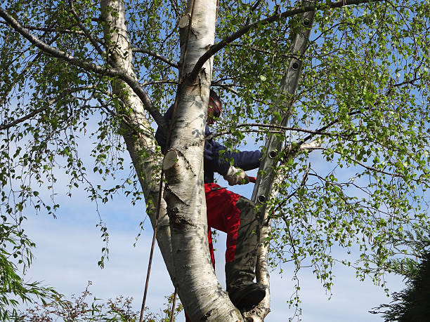 Best Hazardous Tree Removal  in Omak, WA
